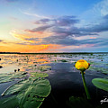Lily Pads Delight